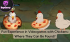 Lustige Erlebnisse in Videospielen mit Hühnern: Wo sind sie zu finden?