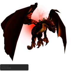 Black Drake