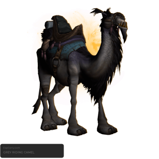 Grey Riding Camel
